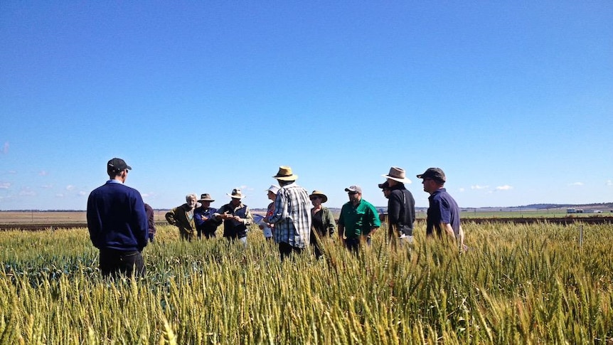 Researchers brief growers on winter cereal frost trials.