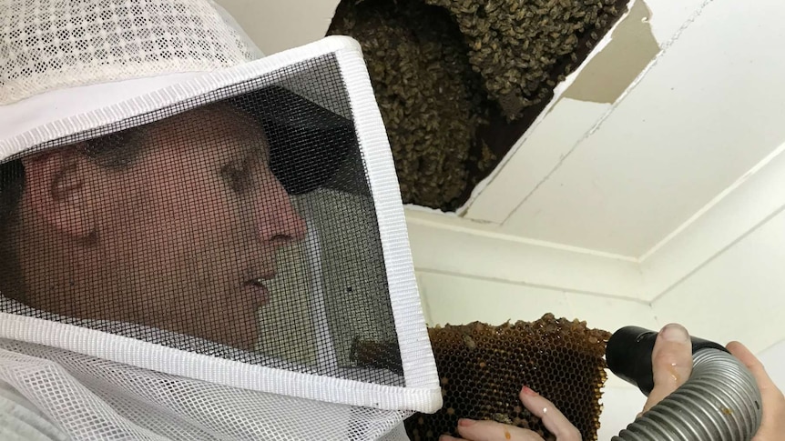 Scott Whittaker vacuuming up bees from the honeycomb he has removed from the roof.