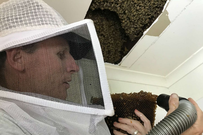 Scott Whitaker vacuuming up bees from the honeycomb he has removed from the roof.