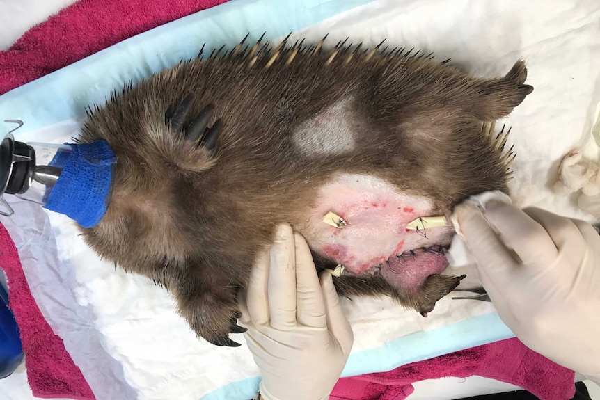 Echidna at Bonorong on operating table.