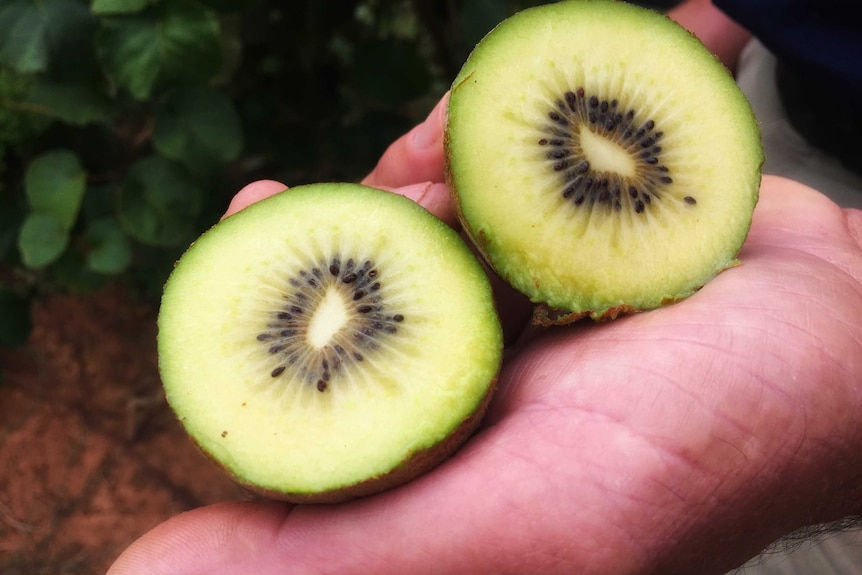 A gold flesh kiwi fruit, cut in half being held by a farmer.