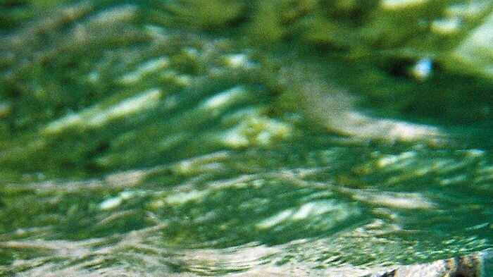 An Australian sea lion