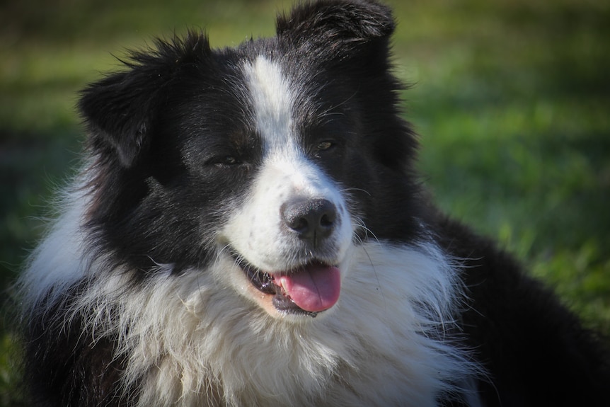 A dog sits in grass.