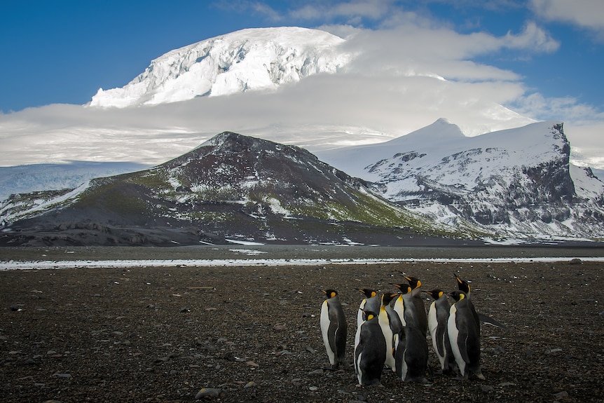 King penguins on Heard Island (c) Matt Curnock