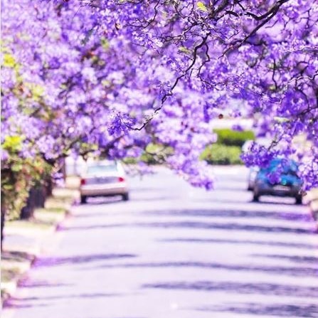Purple jacaranda trees line a street.