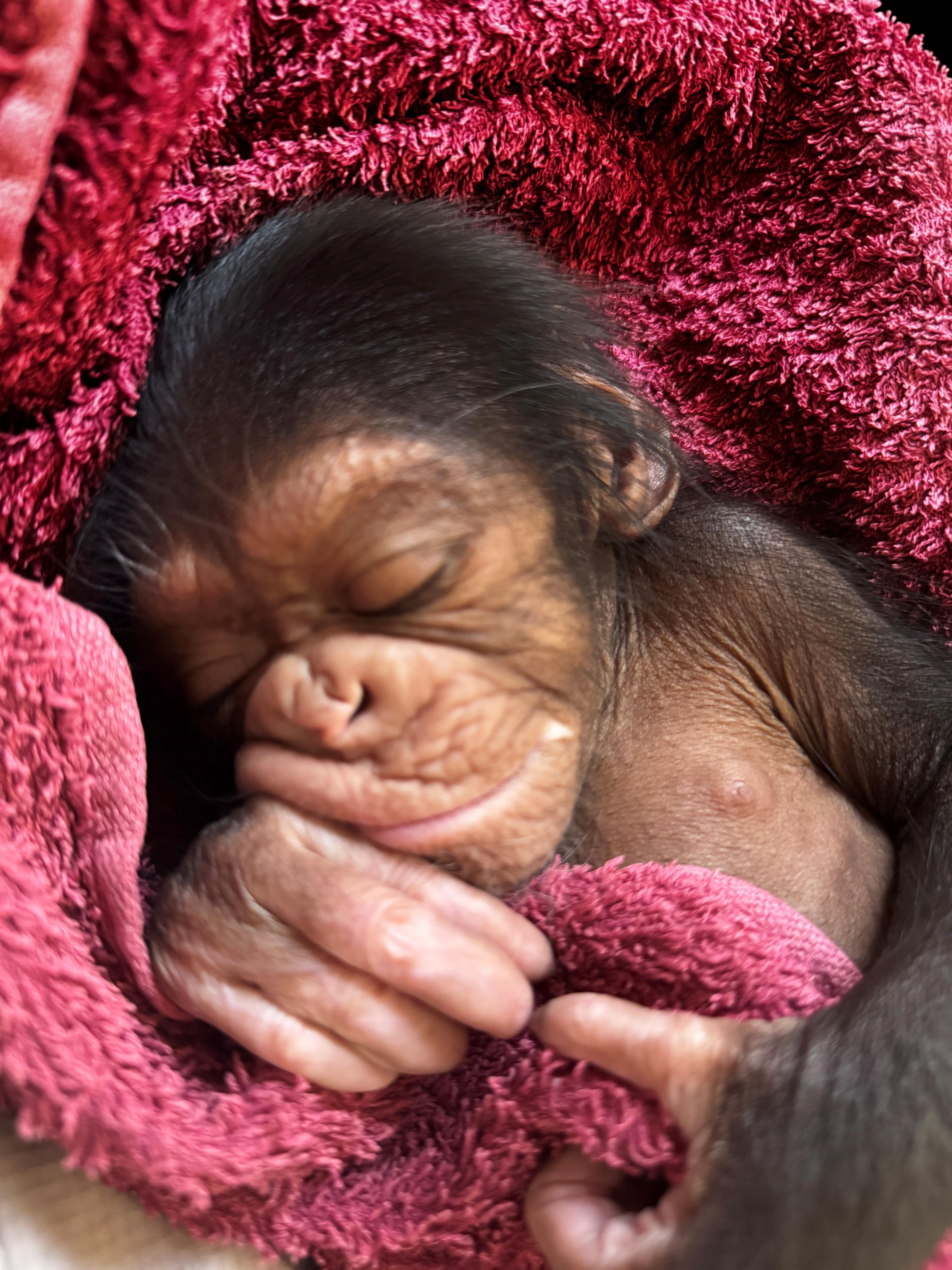 A baby chimpanzee asleep in a pink blanket.