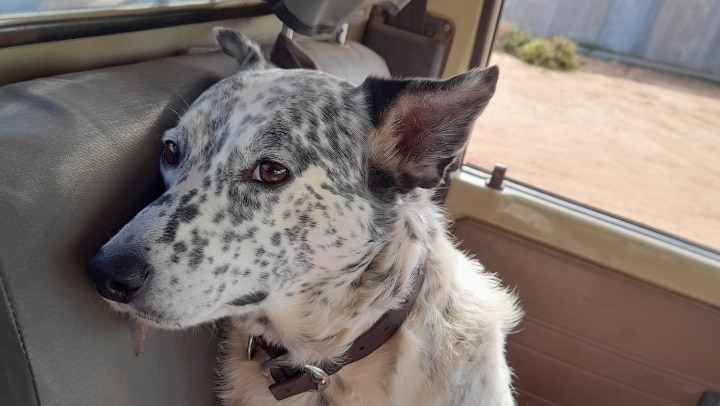 A white dog with black specks sitting in the front seat of a car.