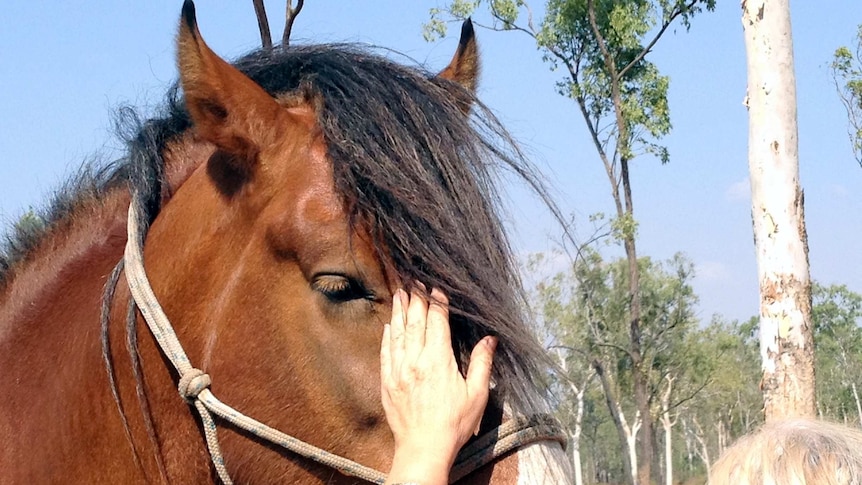 Judy Peters places a hand on the face of her clydesdale stallion, Troy.