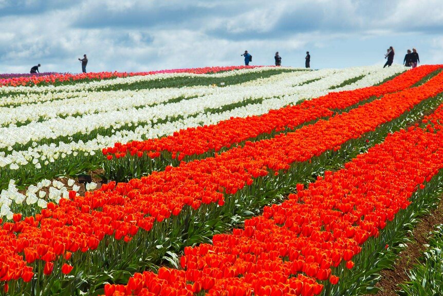 Rows of coloured tulips, sightseers and photographers in distance.