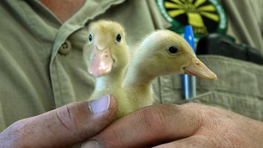Two ducklings held in a man's hand