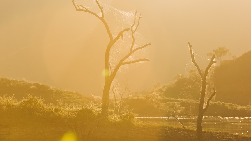 Photo of a leafless Tree near water in the dawn light