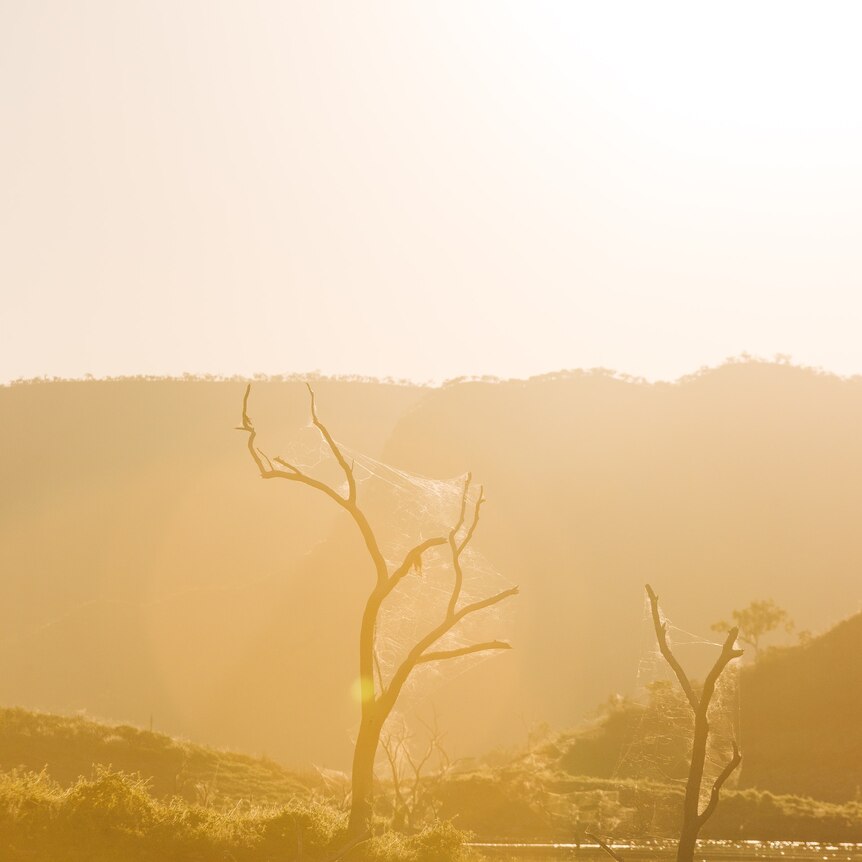 Photo of a leafless Tree near water in the dawn light