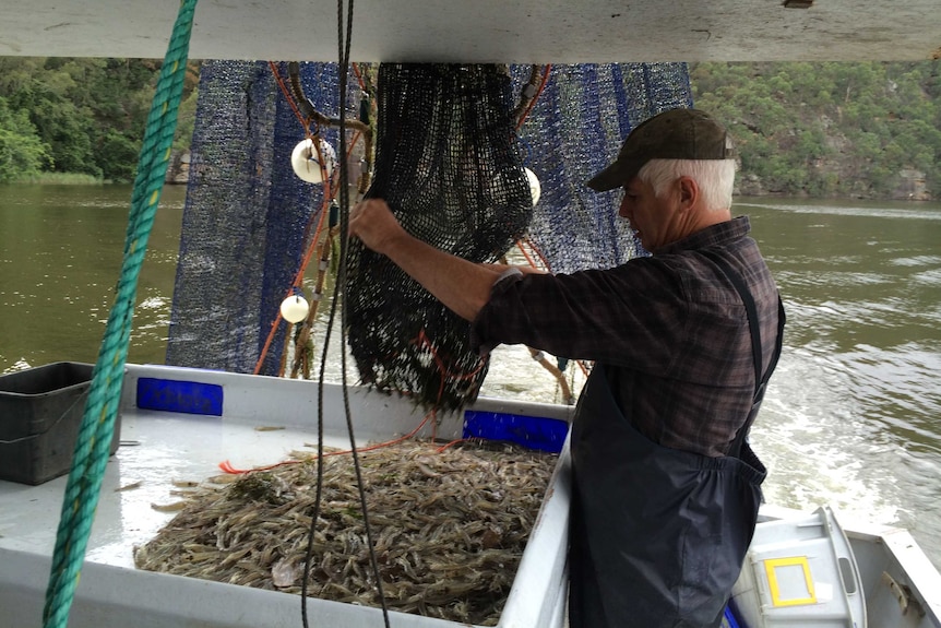 Gary Howard empties a haul caught in a fishing net