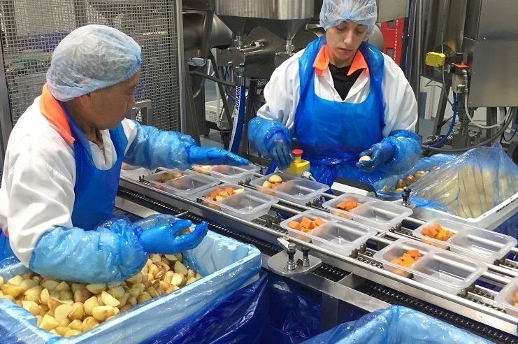Two women in hair nets and gloves put vegetables in plastic trays, on conveyor belt at Lidcombe, Sydney