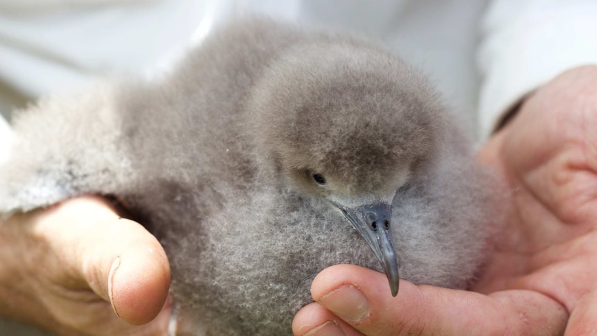 The chick is as fluffy as a long haired kitten, but wit the beak of a miniature albatross.