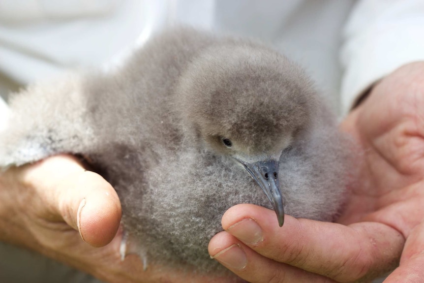 A wedge tail Shearwater Chick