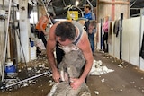 Shearers shearing sheep in a shed with fleece coming of the animals.