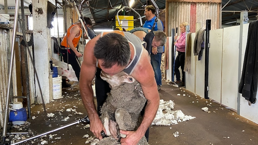 Shearers shearing sheep in a shed with fleece coming of the animals.