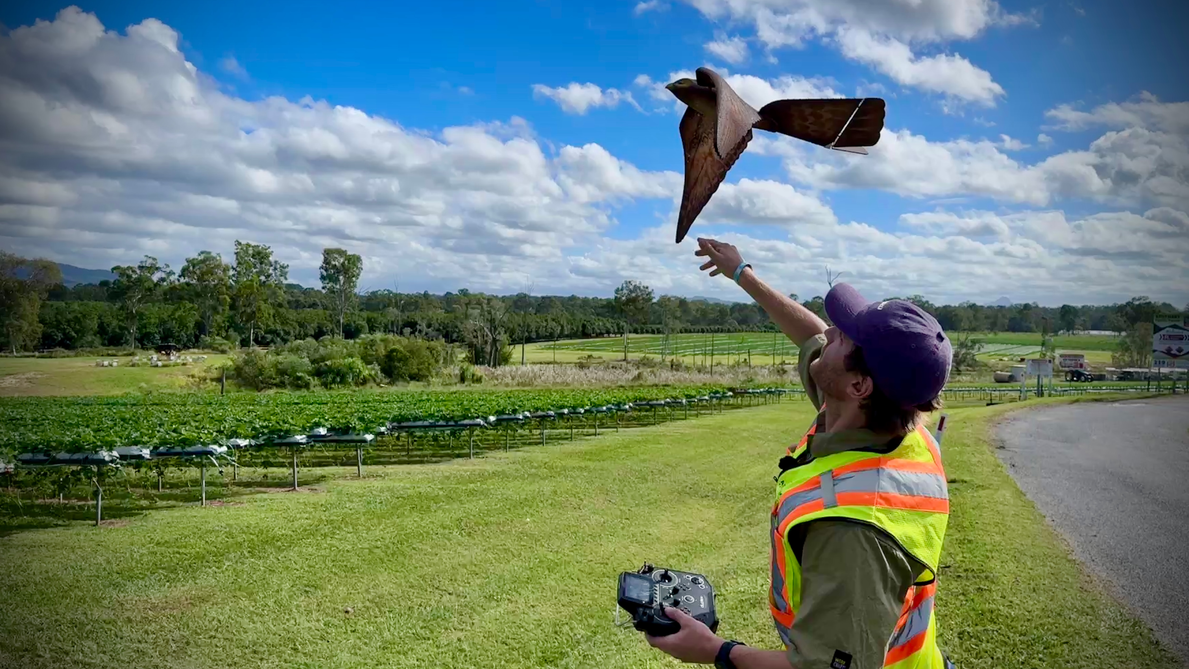 The bird drone just after being thrown into the air by a man wearing a high-vis vest and carrying a controller.