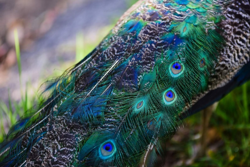 Close-up of a peacock's tail feathers