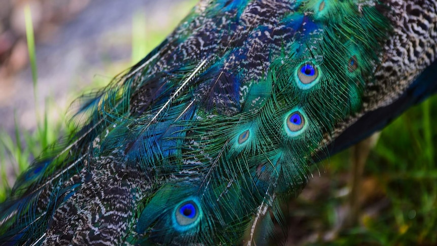 Close-up of a peacock's tail feathers