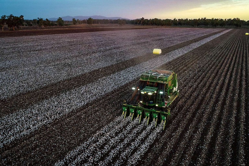 Aerial shot of a cotton harvester at sunset