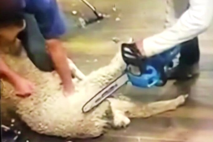 A man holds a sheep while another man uses a chainsaw to shear its fleece