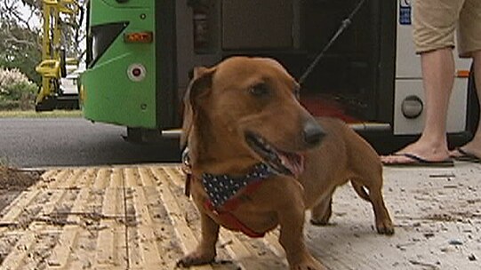 Dogs could be allowed on ACTION buses