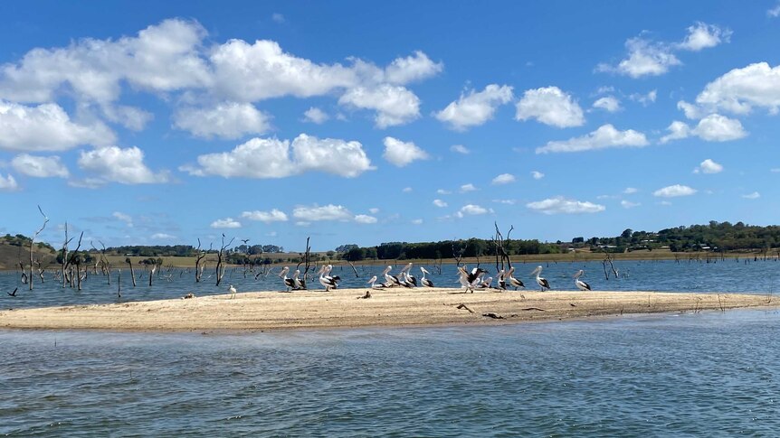 Pelicans sit on a sandy island in the middle of Tinaroo Dam.