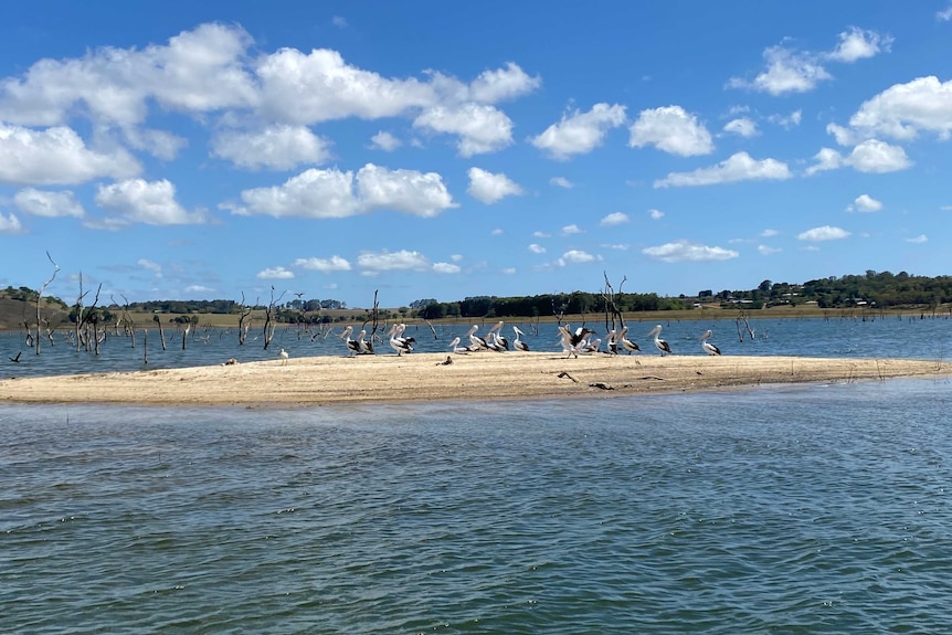 Pelicans sit on a sandy island in the middle of Tinaroo Dam.