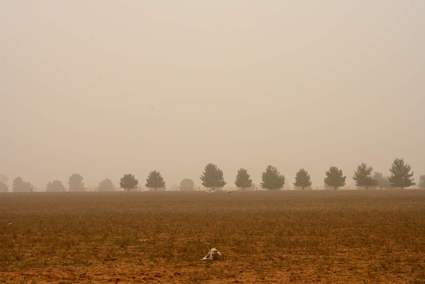 A baby lamb covered in red dust during a dust storm in Parkes NSW.