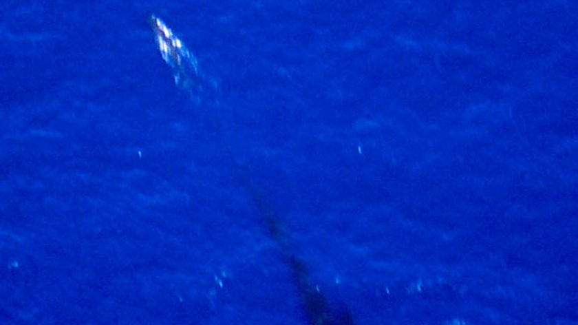 Carbon neutral: A sperm whale swims in the southern ocean, leaving a trail of faeces behind it.