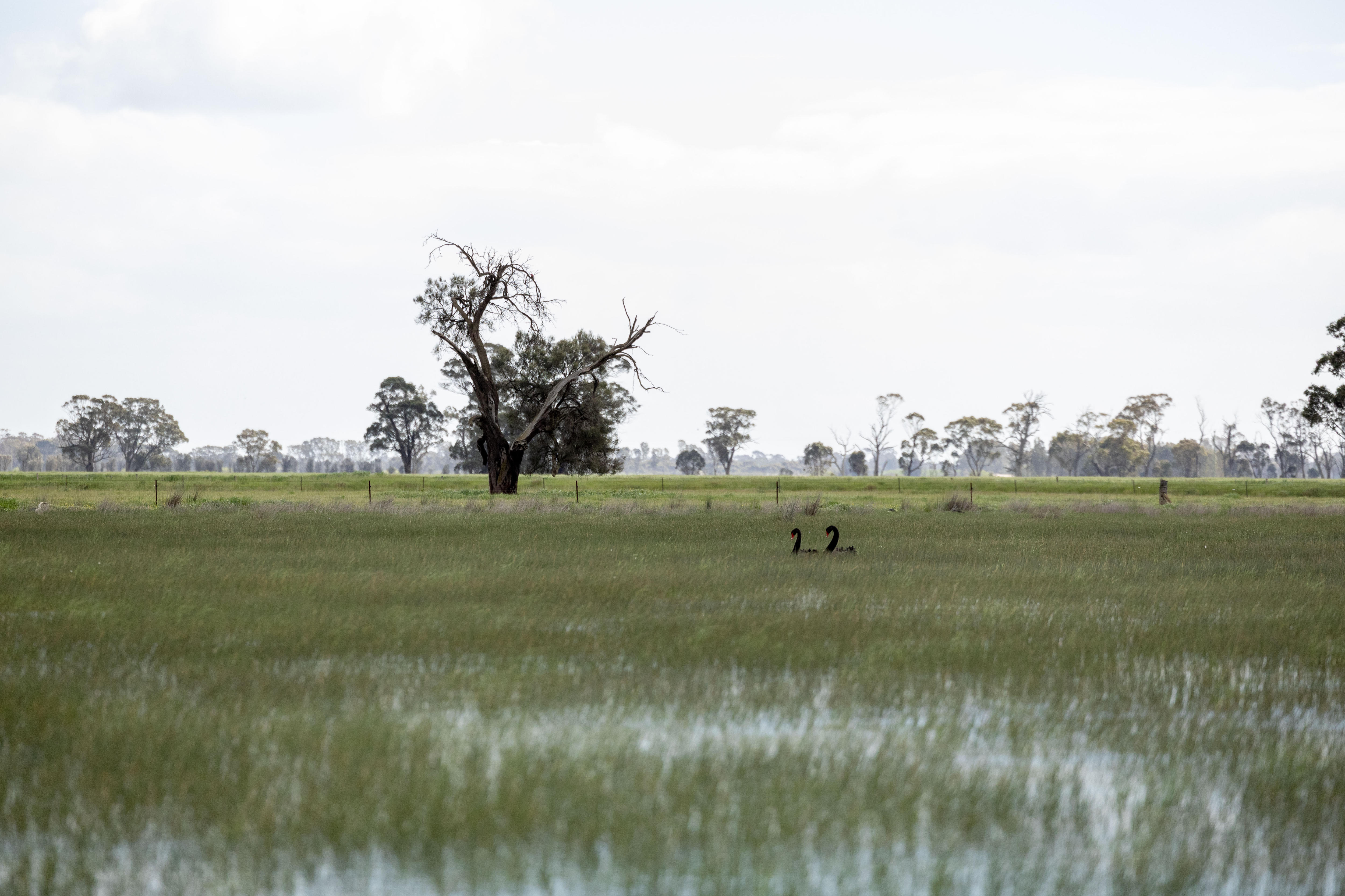 Two black swan swim in a wetland