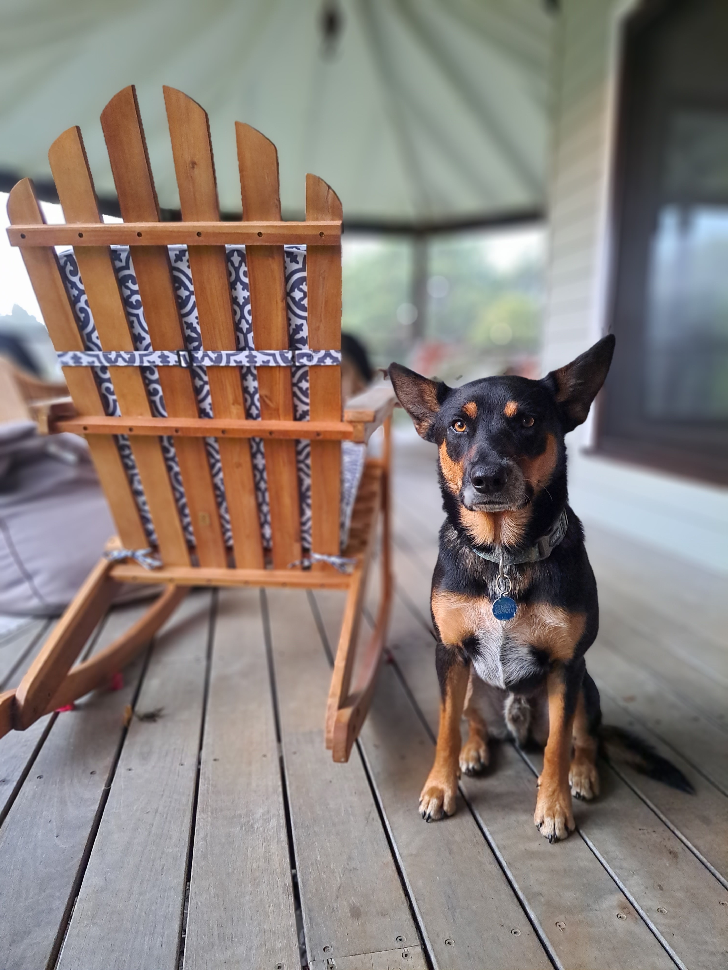 A dog of kelpie appearance stands on a balcony beside a wooden chair.