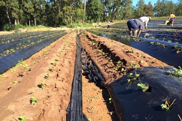 Repair work underway on flood-damaged Sunshine Coast strawberry farms.