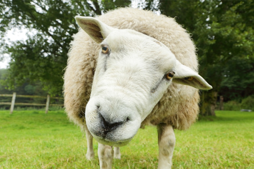 A close-up of a sheep standing in a paddock
