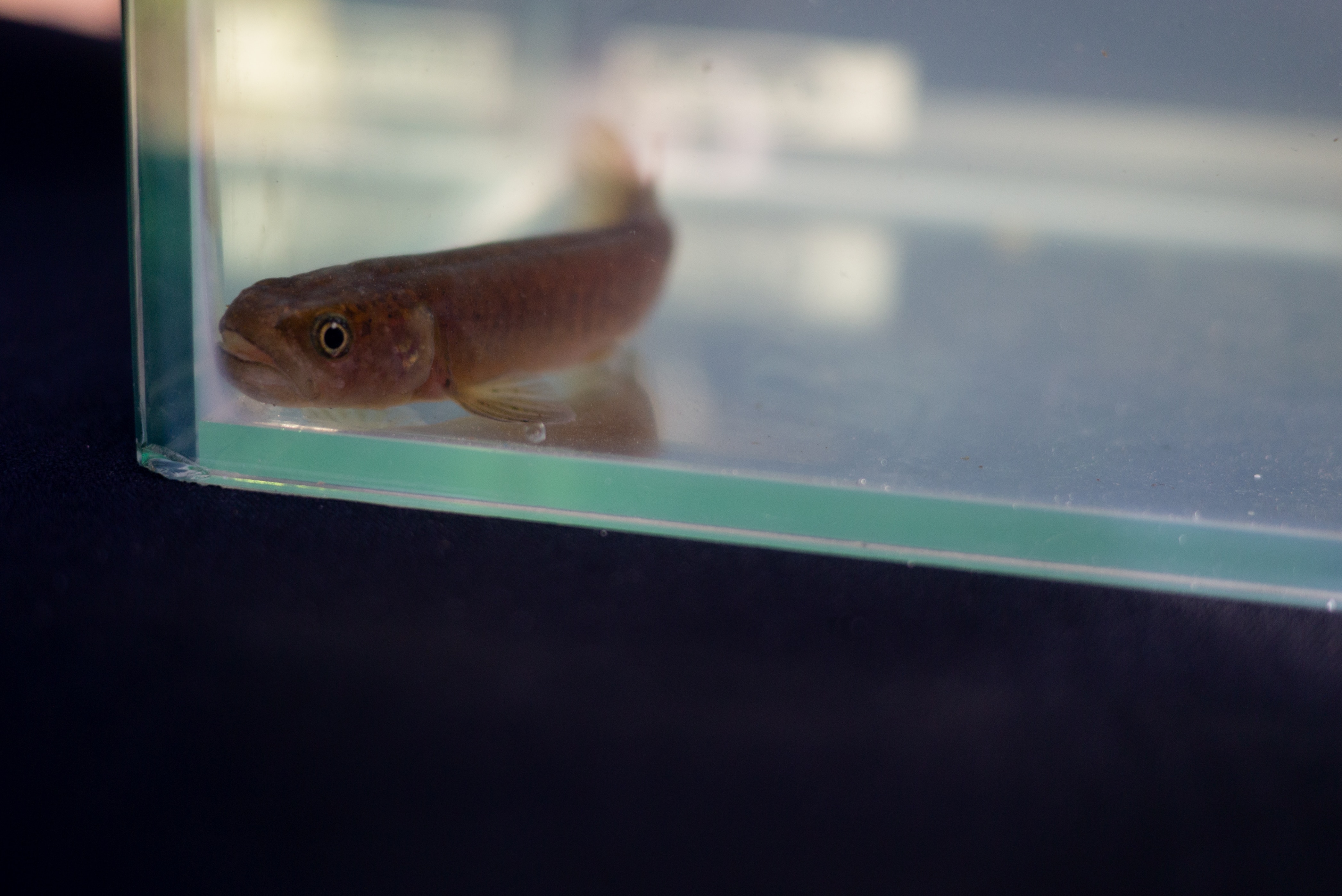 The efforts to save the Tasmanian fish at 'imminent risk' of extinction