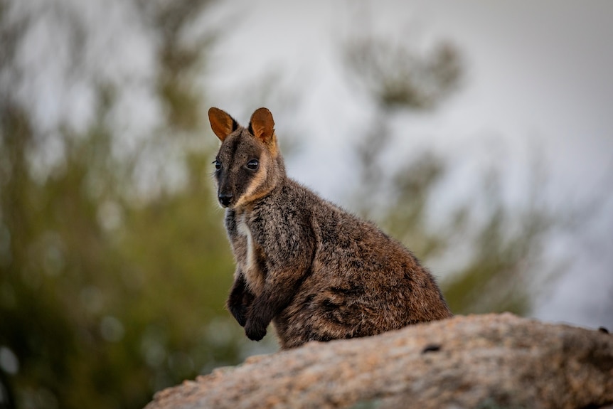 A wallaby in the bush.