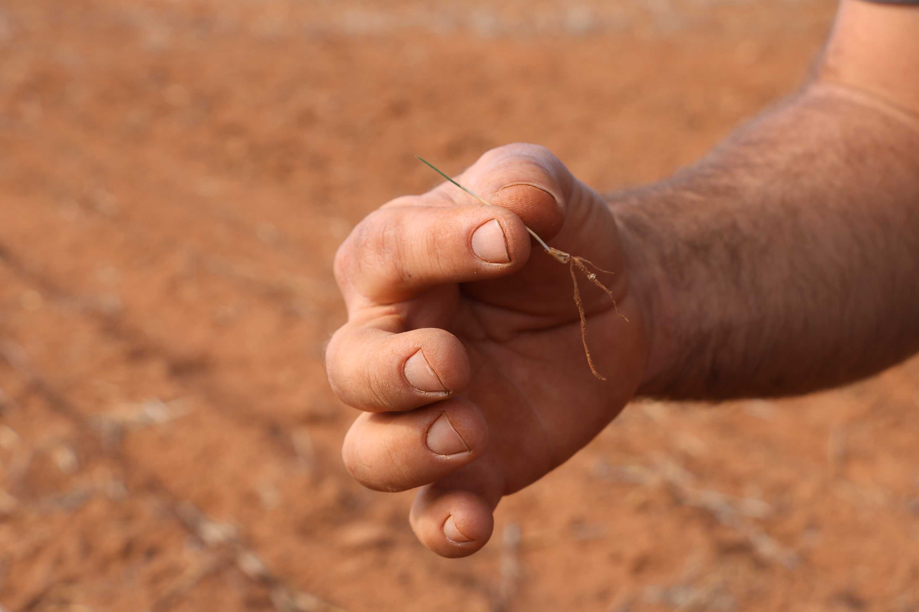 A hand holding a sprig of dead, dry grass in a dusty paddock.