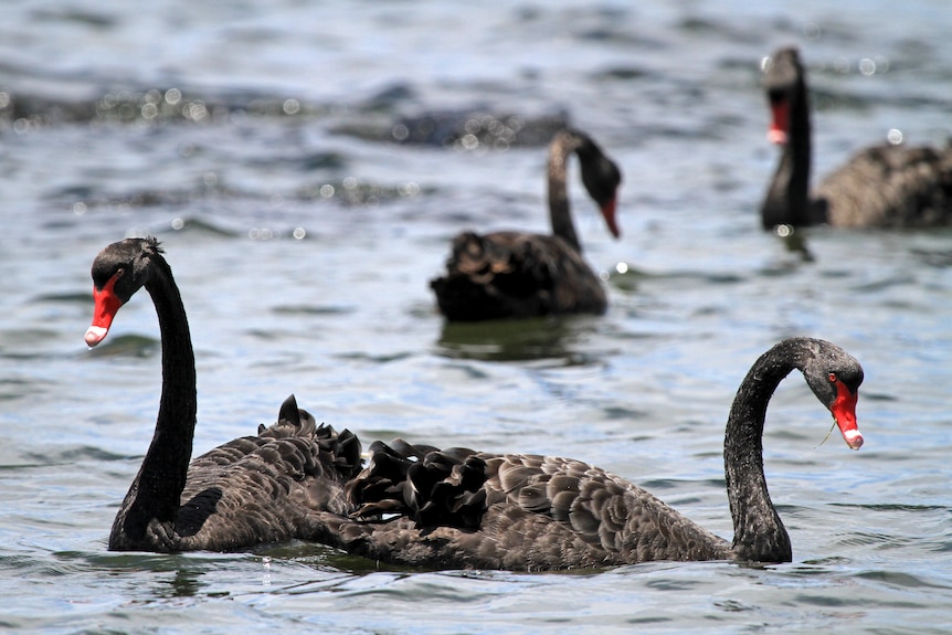 Black swans in the water. 