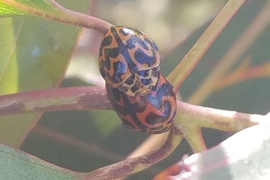Picture of two bright coloured beetles with spots