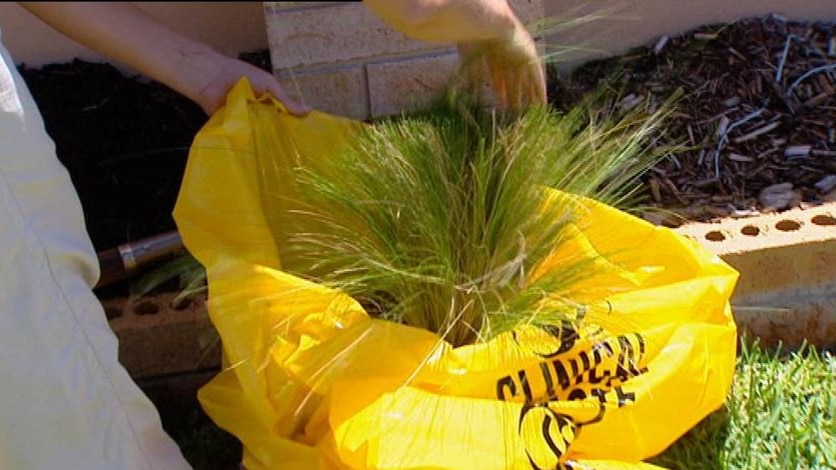 TV still of Qld DPI officers removing noxious weed mexican feather grass plants from Brisbane home.
