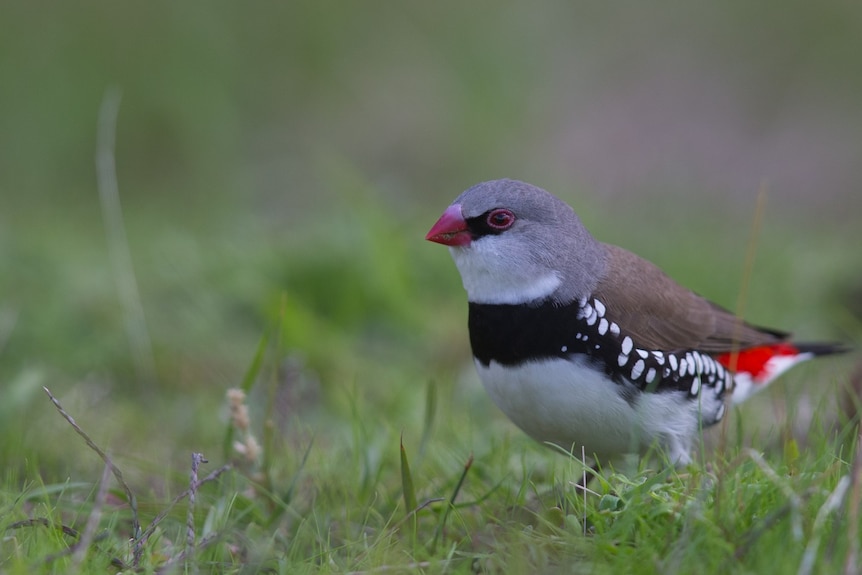 A bird which has light grey and dark grey stripes stands on the grass.