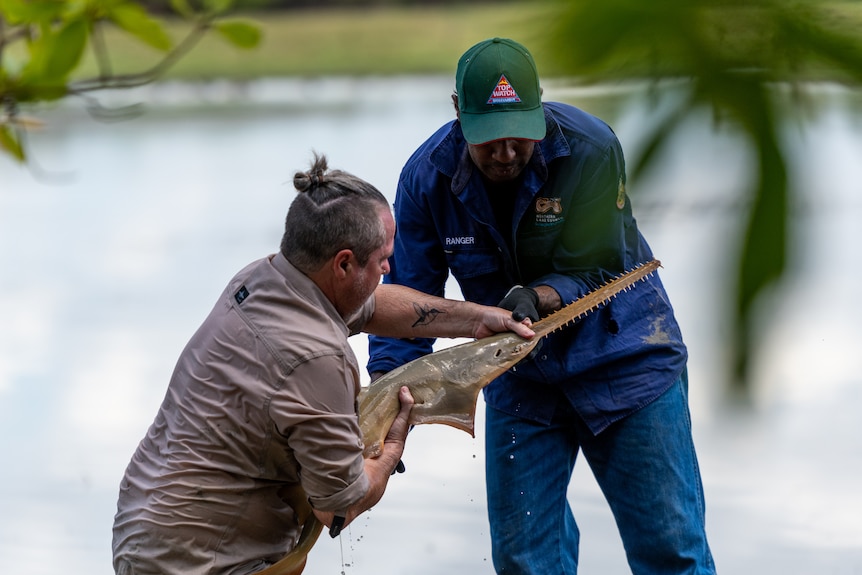 A man passing a sawfish to another on the banks of a river.