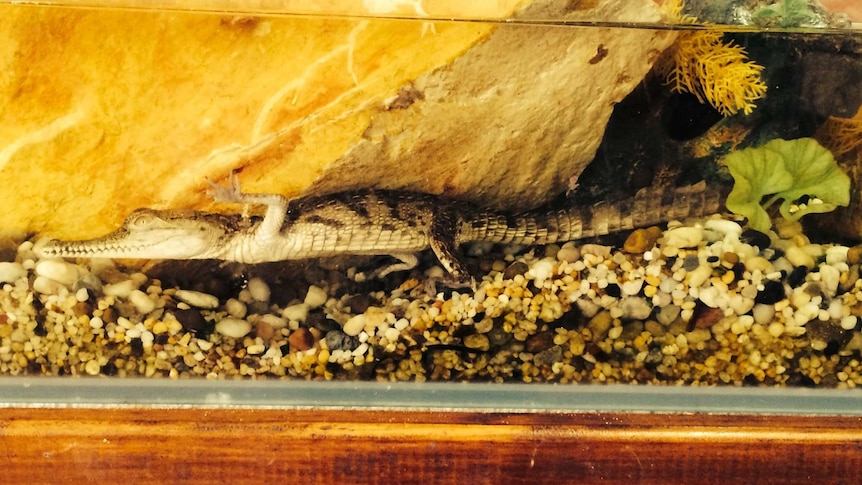 Freshwater croc Barney has been stolen from a Northern Territory childcare centre
