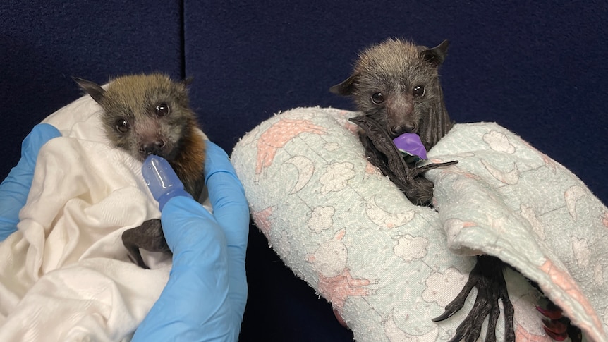 really cute two bats