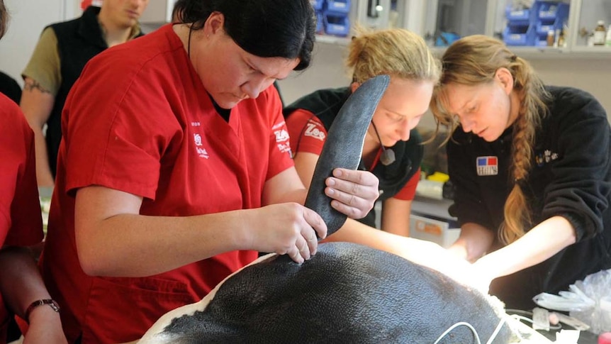 The emperor penguin is treated by vet staff at Wellington Zoo