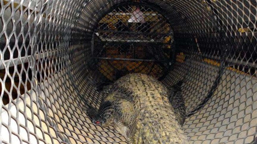 The croc measured 4.1-metres.