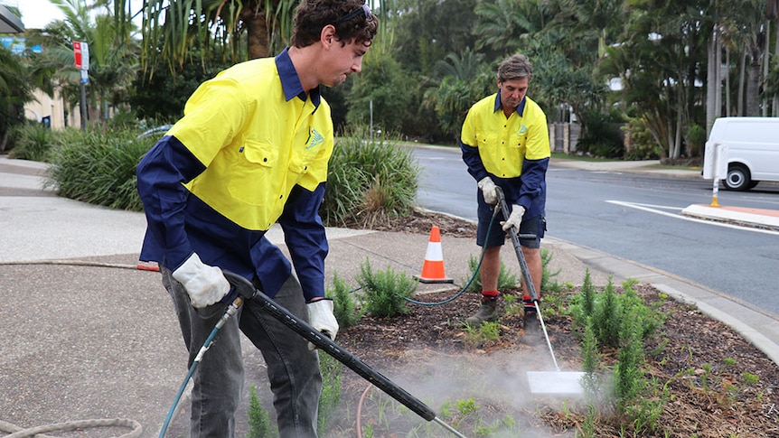 Two Byron Shire council workers use steam weeding in a garden bed