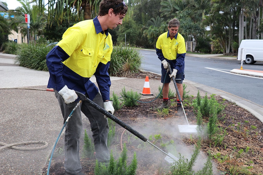 Two Byron Shire council workers use steam weeding in a garden bed
